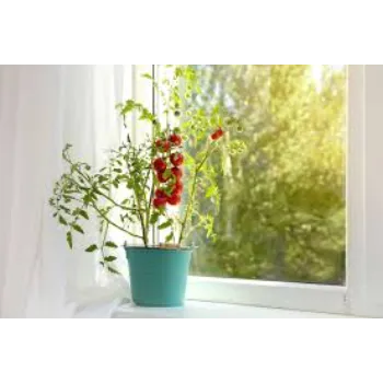 Red Tomato Plant